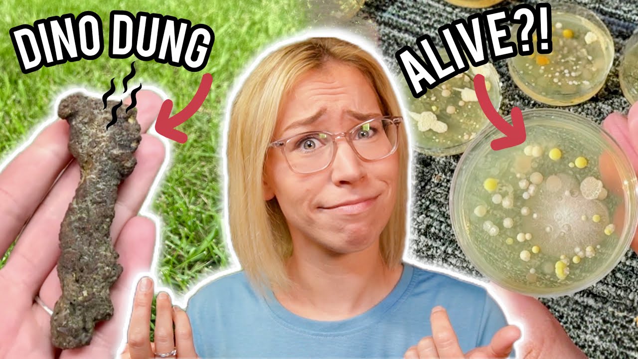 Is There Life In Fossilized Dino Poop?