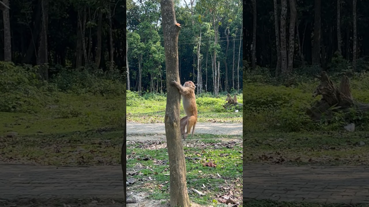 Monkey climbing tree to snatch biscuits #nature #monkey #animal #wildlife #ytshorts