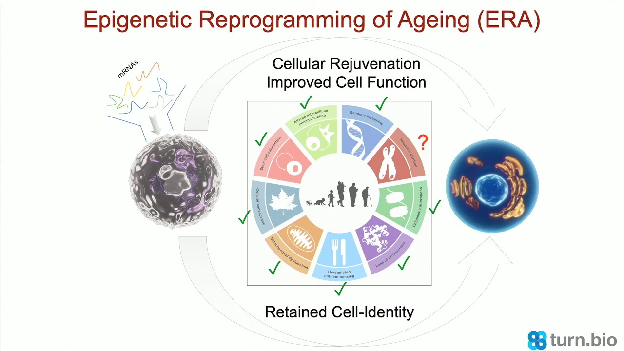 Metabesity 2019: Epigenetic resetting of cellular age mediated by nuclear reprogramming