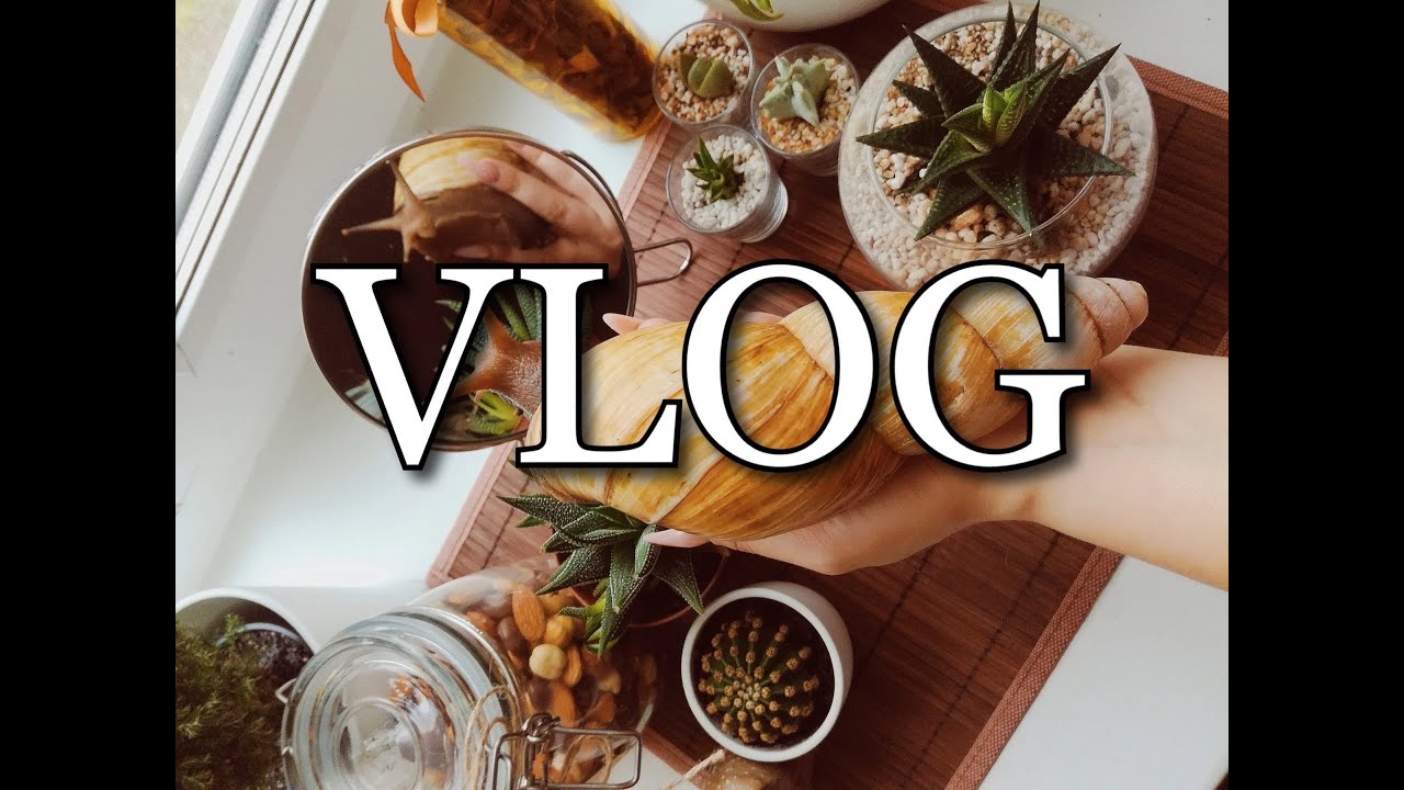 VLOG | НОВАЯ УЛИТКА, КЛАДКА, СУККУЛЕНТЫ и ПОДАРОК ко дню ВЛЮБЛЁННЫХ