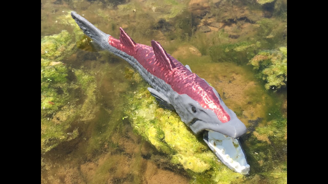 Barracuda -21 MAY 2021