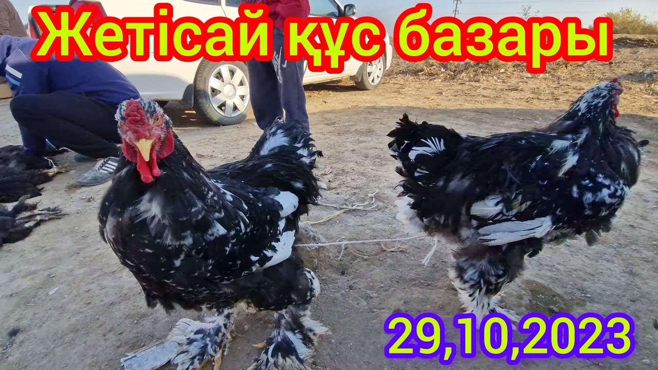 Жетісай құс базары...(Жетісай мал базары) 29,10,2023 ж.