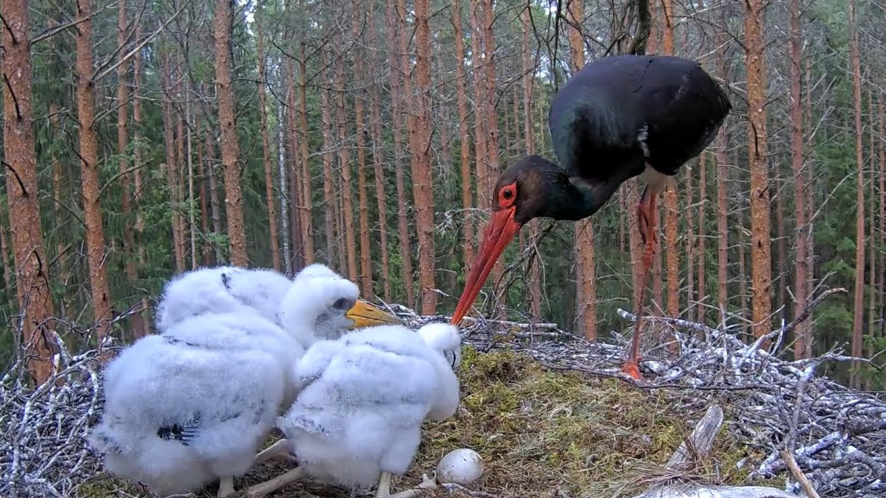 Must-toonekurg:: Kaia PLUCKS OUT😢feathers of the LITTLE ONES head, after feeding. June 20 2022