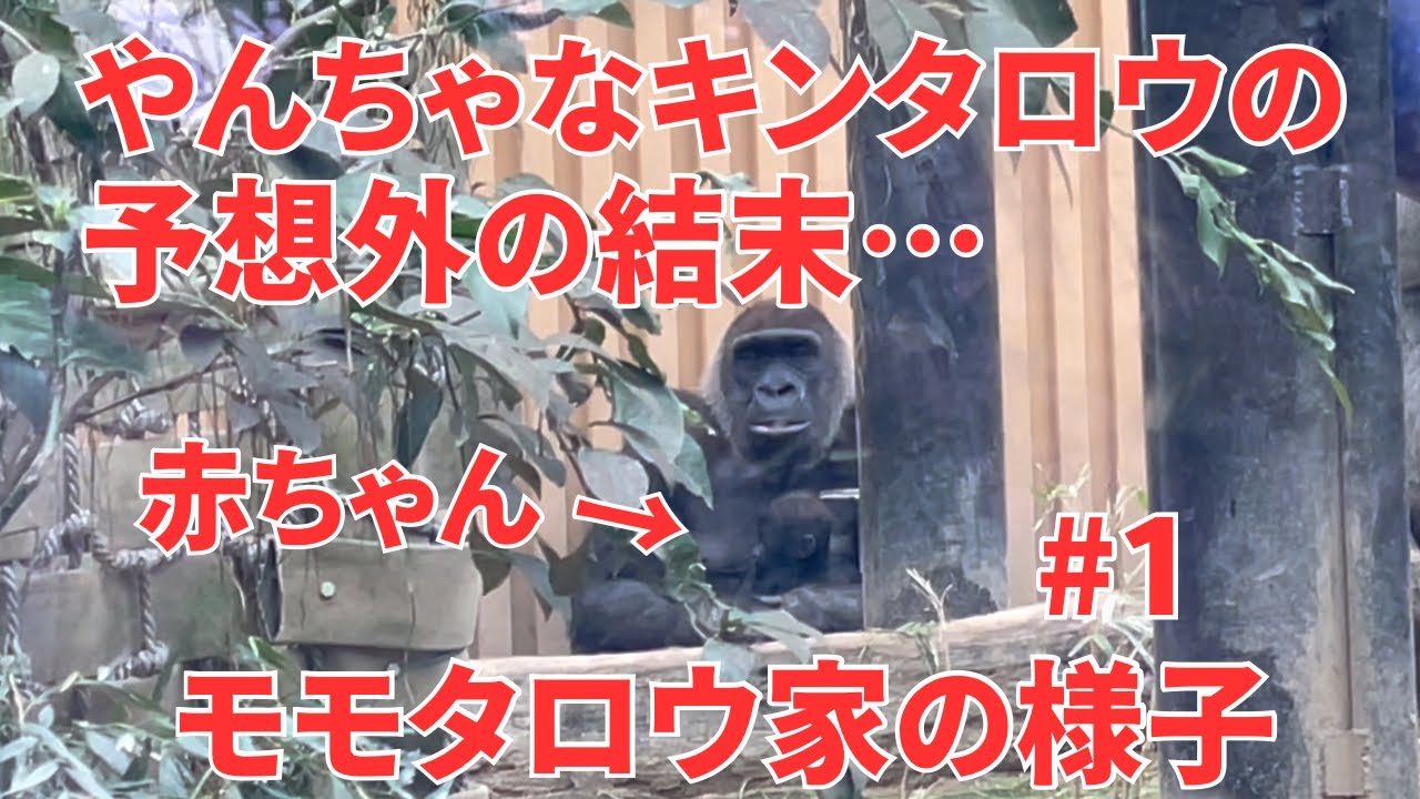 やんちゃなキンタロウの予想外の結末【京都市動物園・ゴリラ】The unexpected ending of the naughty Kintaro