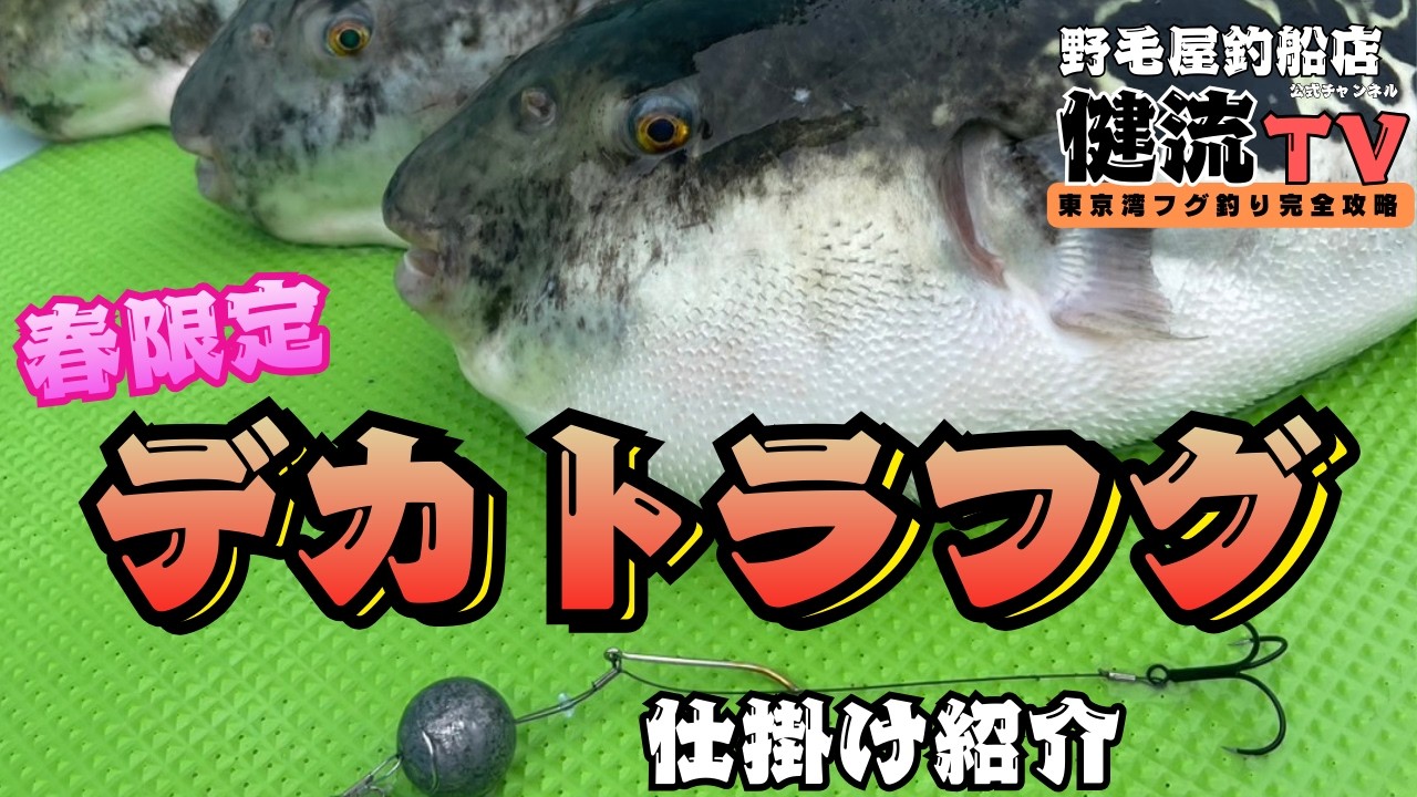 毎年恒例！春のデカトラフグ仕掛け紹介！
