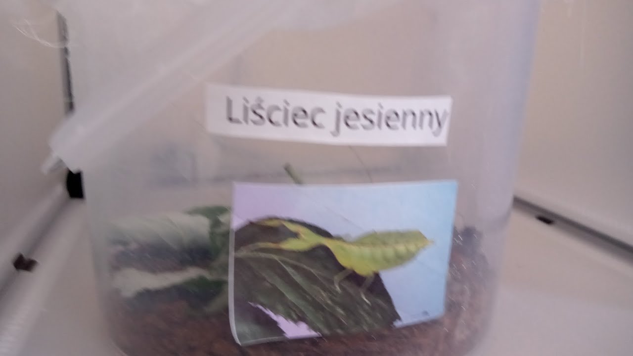 liściec jesienny-hodowla.(38)