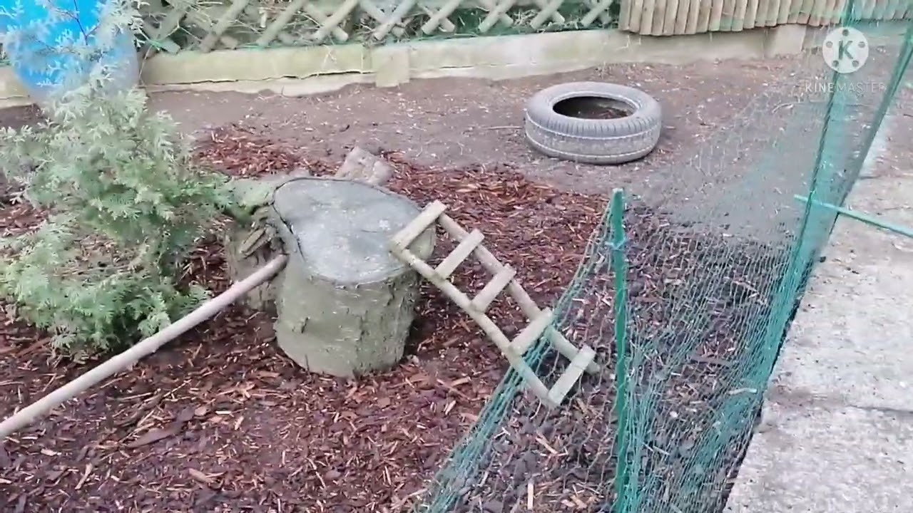 Seidenhühner - Außengehege mit Rindenmulch verschönern / matschsicher machen 🐓🐔🐣🐥