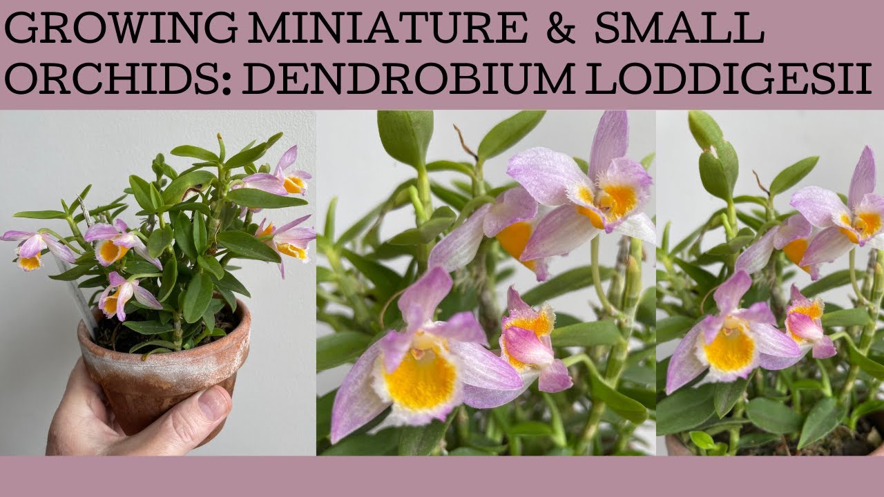 Growing miniature & small orchids: the species orchid Dendrobium loddigesii.