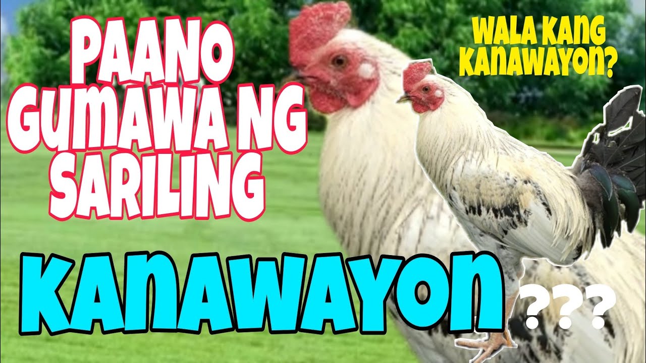 PAANO GUMAWA NG KULAY NA KANAWAYON KAHIT WALA KANG KANAWAYONG MANOK SA IYONG BAKURAN...