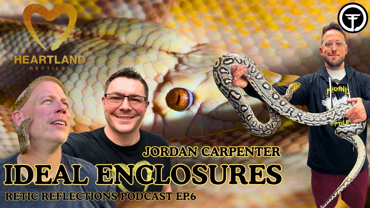 Episode 6: What Should Be The Enclosure Size Standard When Keeping Retics? | Retic Reflections Live