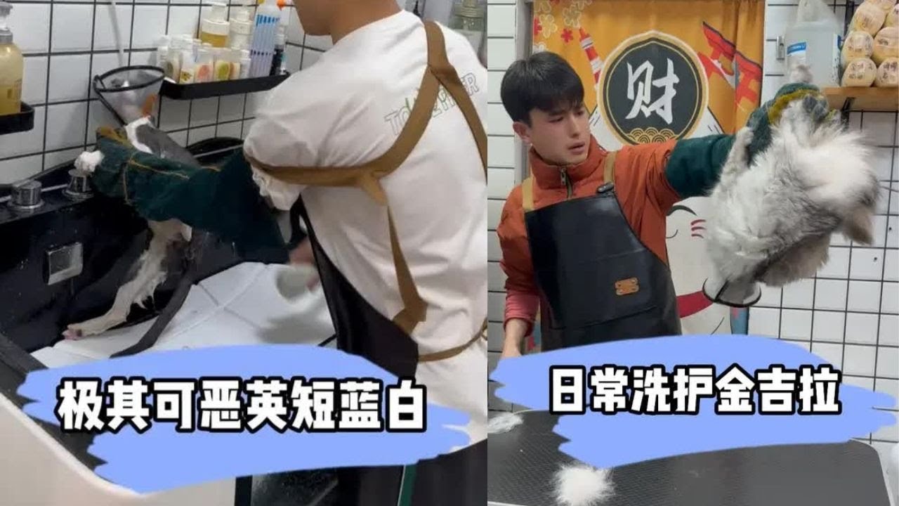 声音很吓人 反应速度超级快  一不注意就被咬 #貓咪洗澡 #上門洗貓 #寵物 #萌寵 #洗澡 #貓咪 #洗狗
