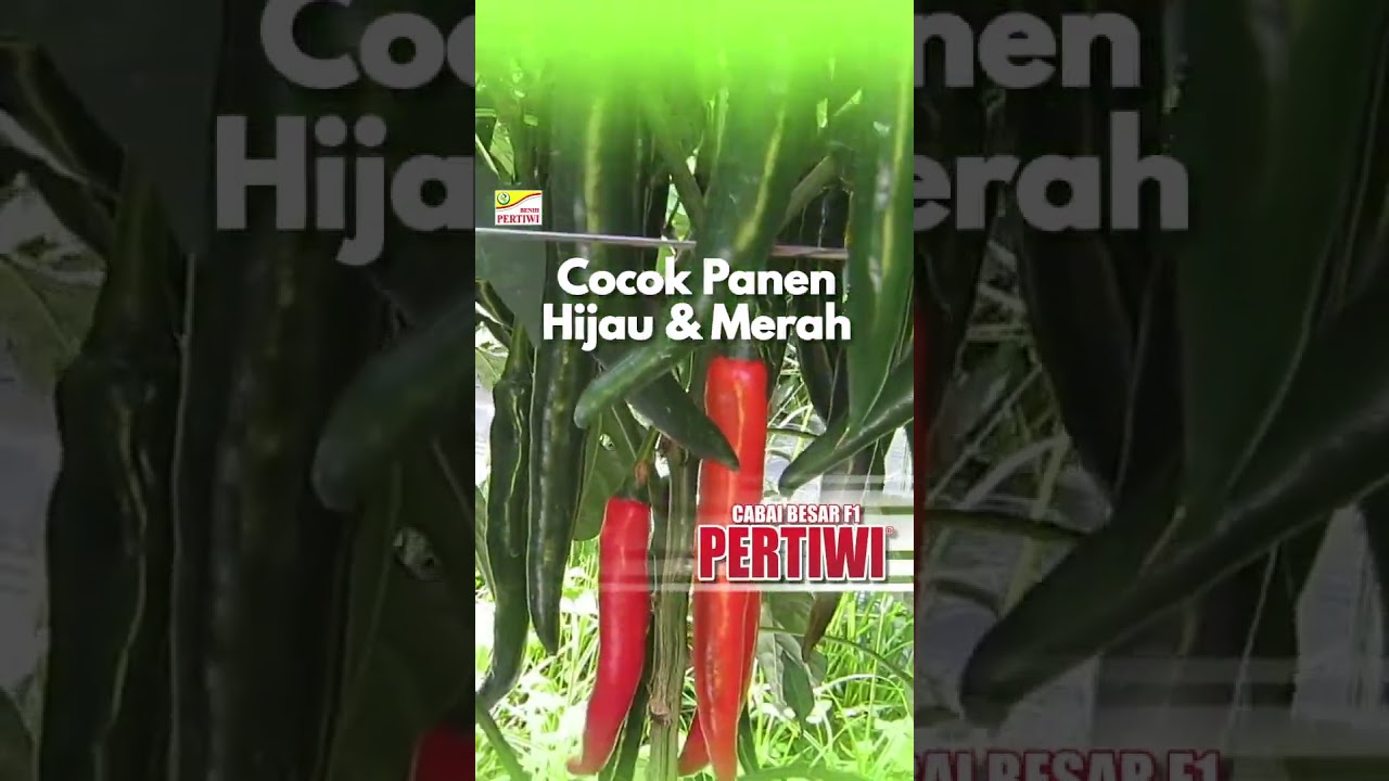 BENIH PERTIWI TV - Cabai Besar Pertiwi Cocok Panen Hijau & Merah.