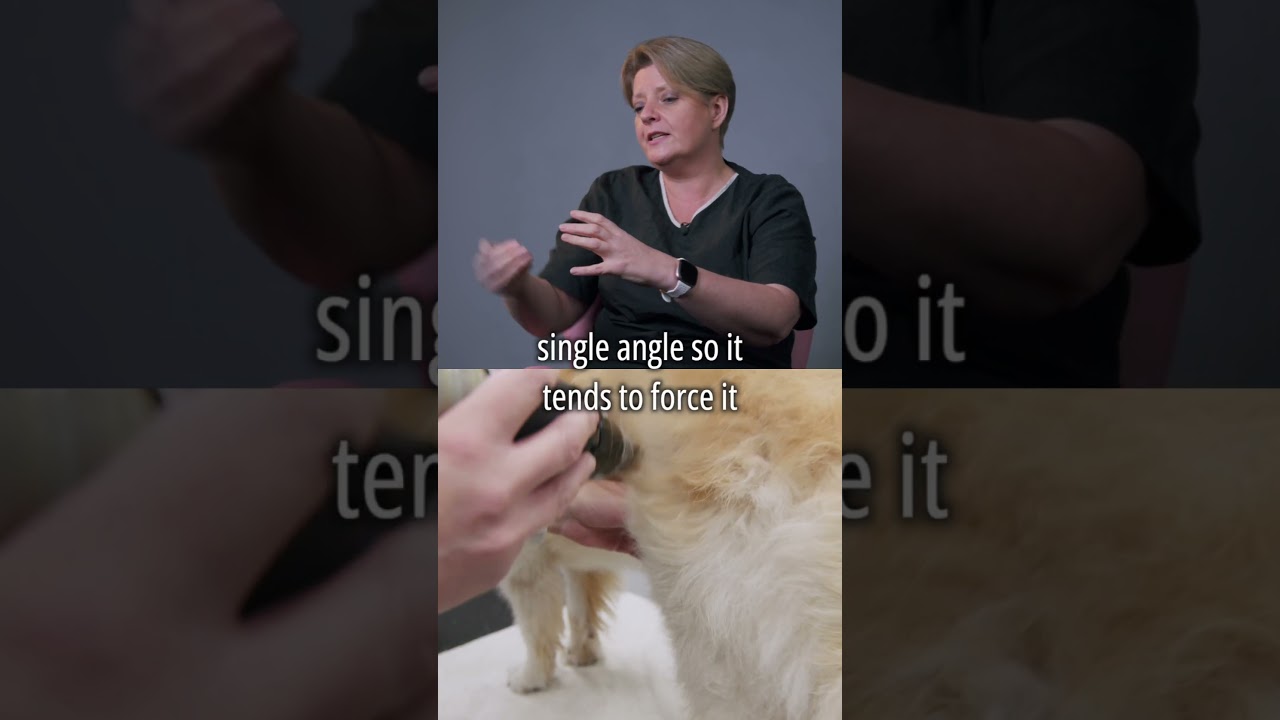 How to get a nicely shaped face on a cockapoo - Golden Retriever Masterclass