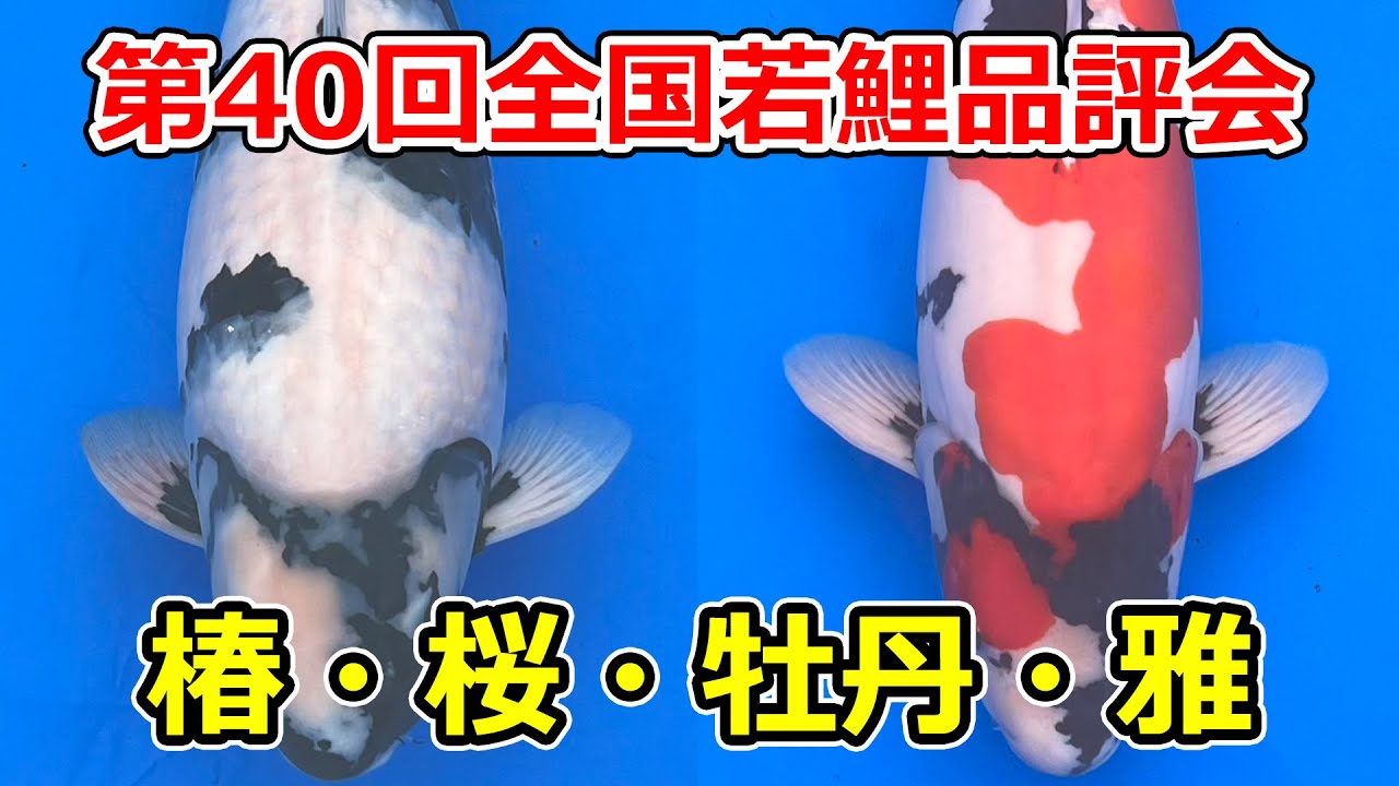 【椿賞・桜賞・牡丹賞・雅賞】第40回錦鯉全国若鯉品評会　2024年3月23-24日