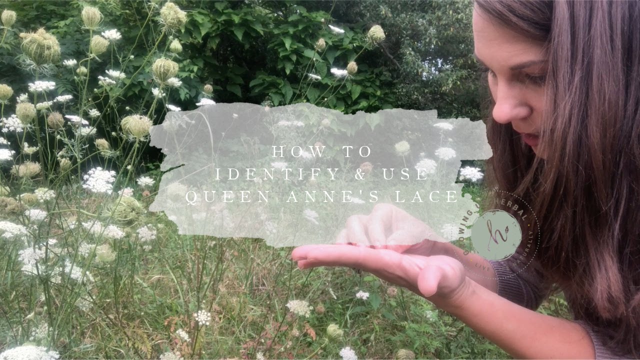 Identify & Use QUEEN ANNE'S LACE | Herbal Foraging & Wildcrafting