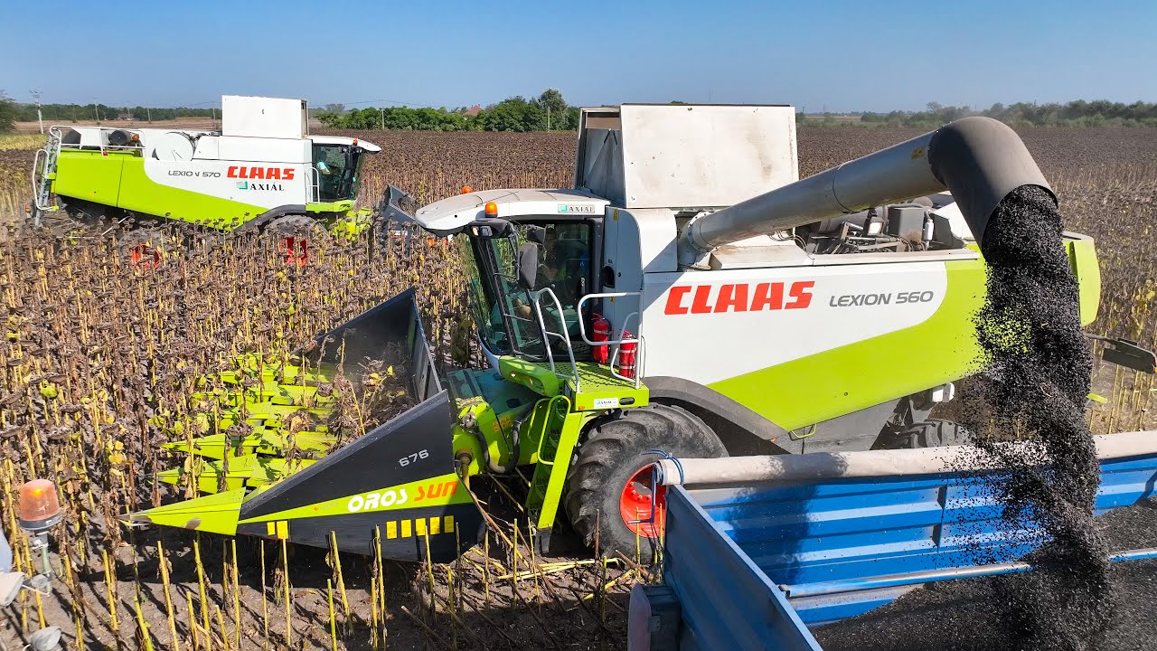Napraforgó aratás 2023 🌻 2x Claas Lexion 560 & 570 | Munkában a Szalki Betyárok | Sunflower Harvest