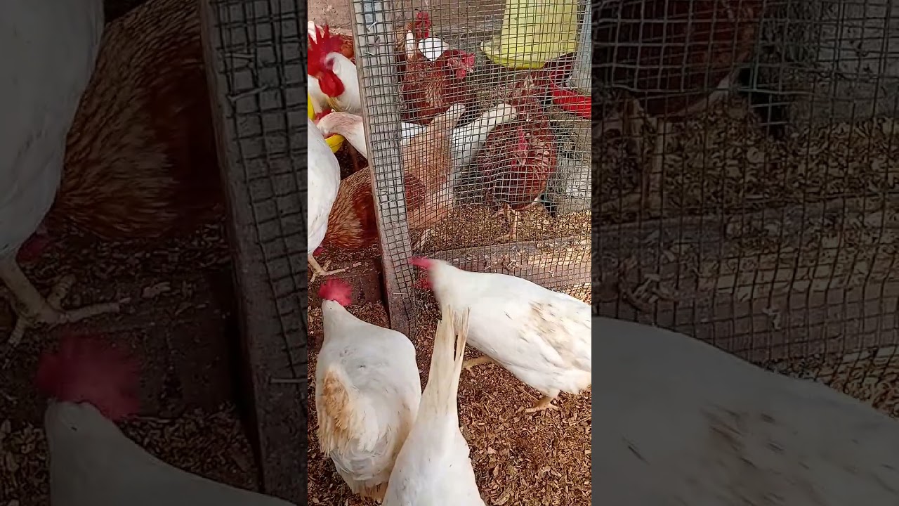 25 Week 4 Days Old Layer Chicks 