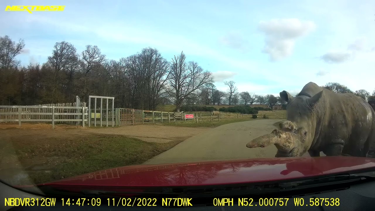 Woburn Safari Park - Rhino Charged Us