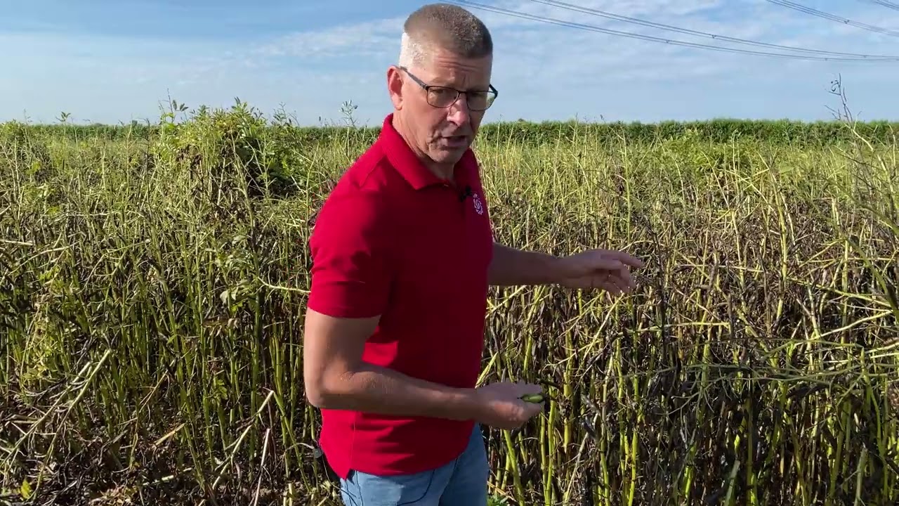 Oogstmoment van veldbonen: praktische tips van Antoon Verhoeven | LG Seeds