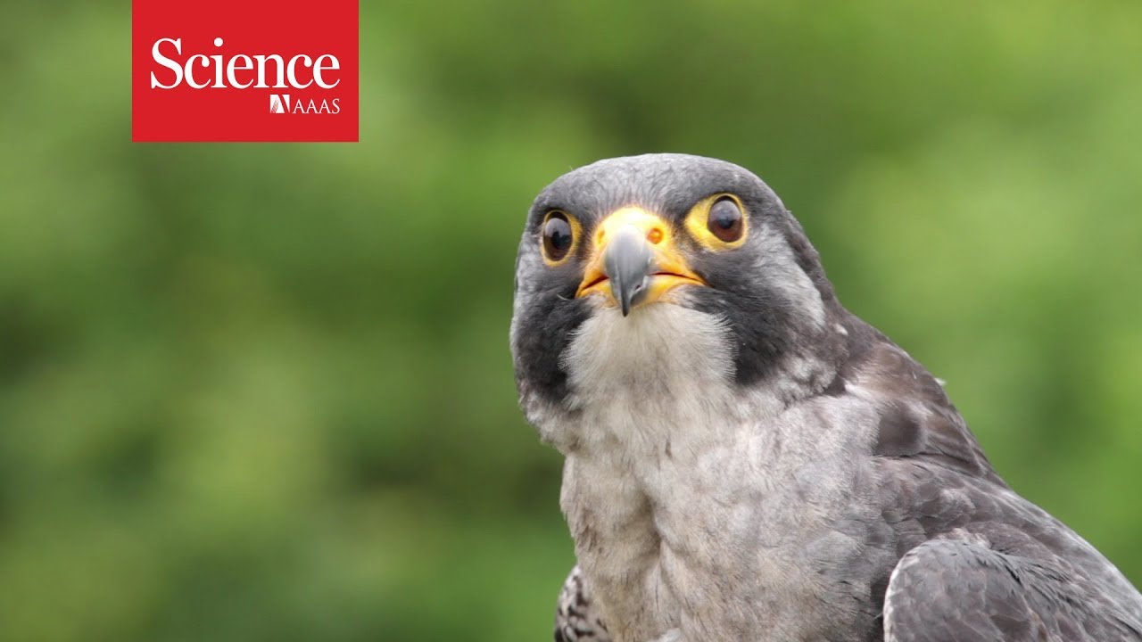 Peregrine falcons maneuver best when dive-bombing at over 300 km/hr