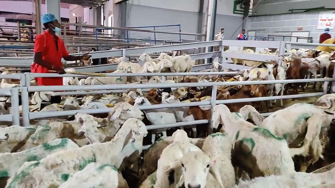Ladang Ternakan Kambing (3)
