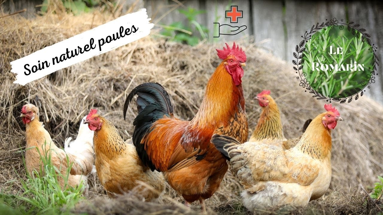 Aider une poule malade avec le romarin