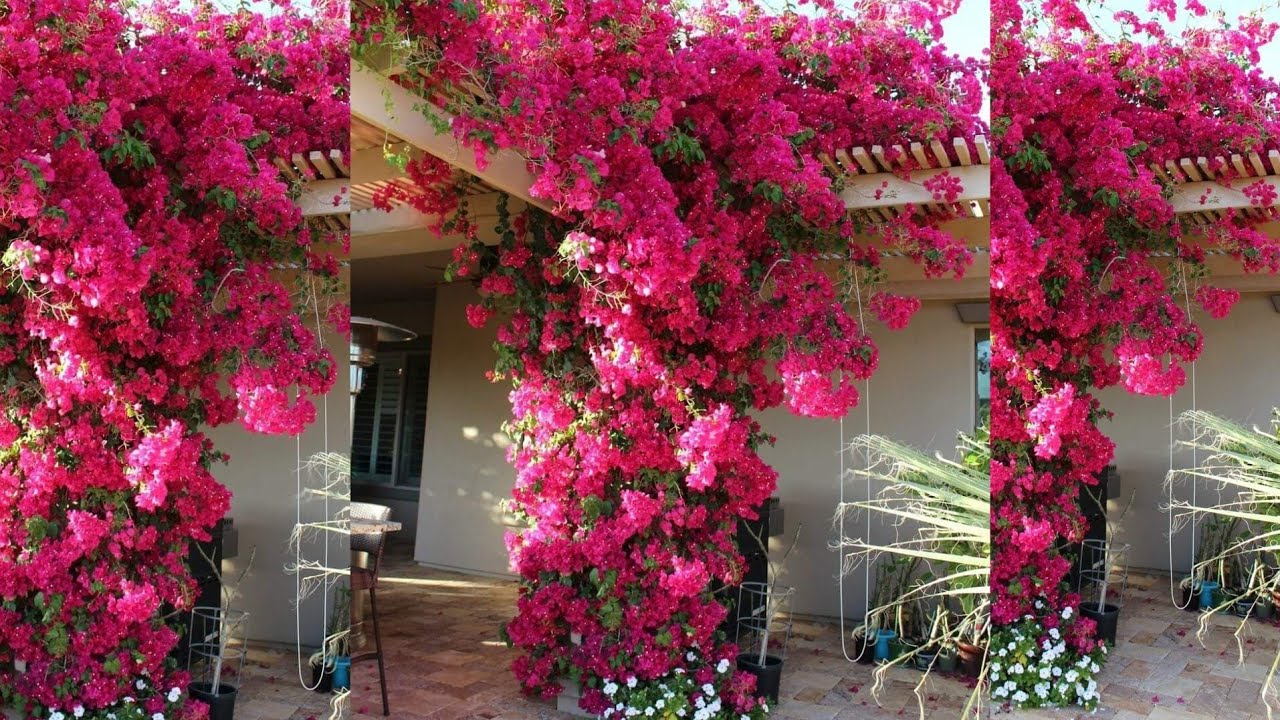 جيرانى سألونى إزاى شجرة الجهنمية | Bougainvillea عندى مزهر ؟ فقررت اقولكم السر فى الفيديو ده