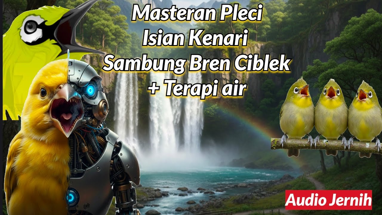 Masteran Pleci Isian Kenari Sambung Bren Ciblek + Terapi Air, Cocok Untuk Cetak Anakan Plecimu
