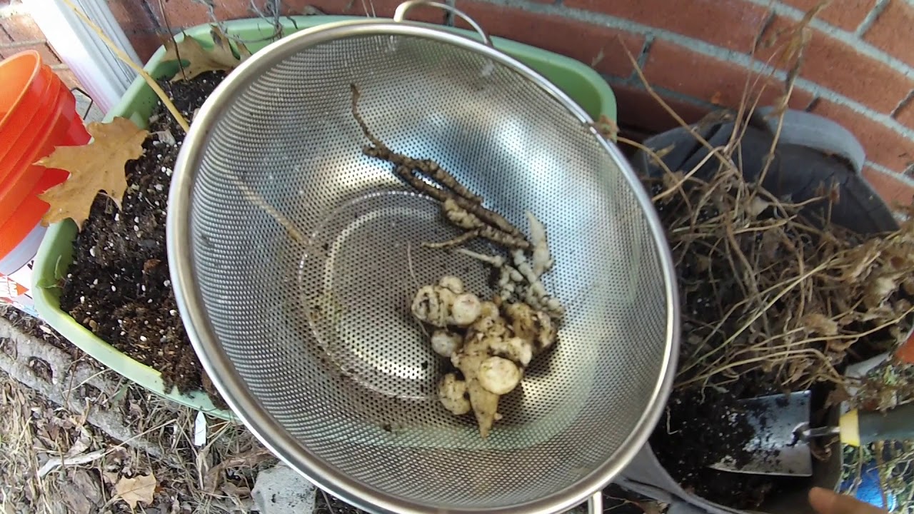 Skirret, Crosnes, Sunchokes, Scorzonera and Salsify...Harvesting Perennial Veggies