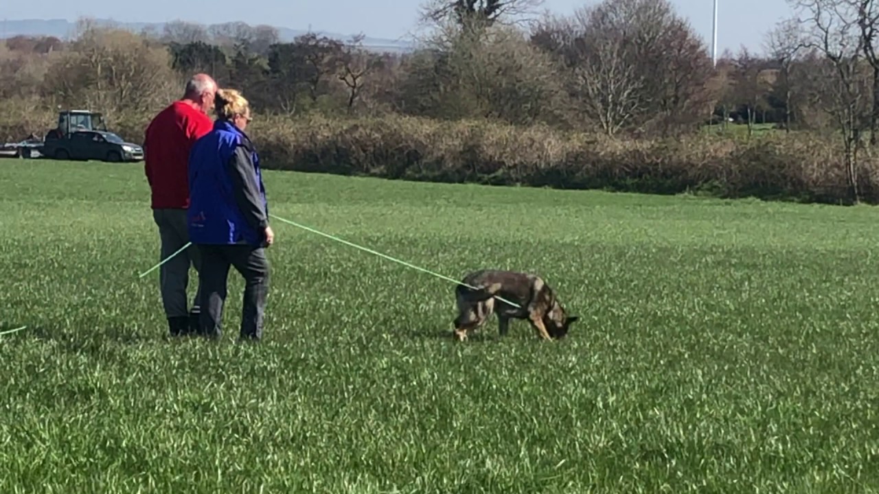 IPO TRAINING@NATIONAL DOG TRAINING CENTRE