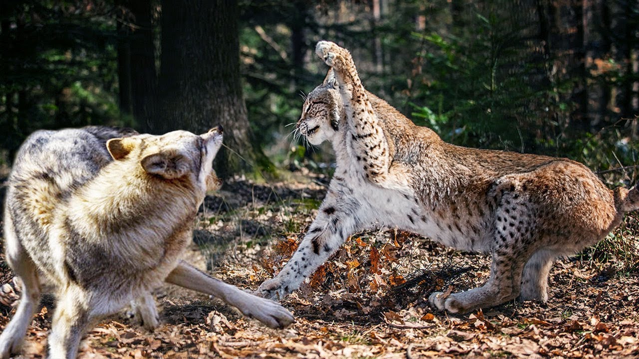 El Lince Es Temido Incluso Por Los Lobos, el felino que no perdona a los enemigos