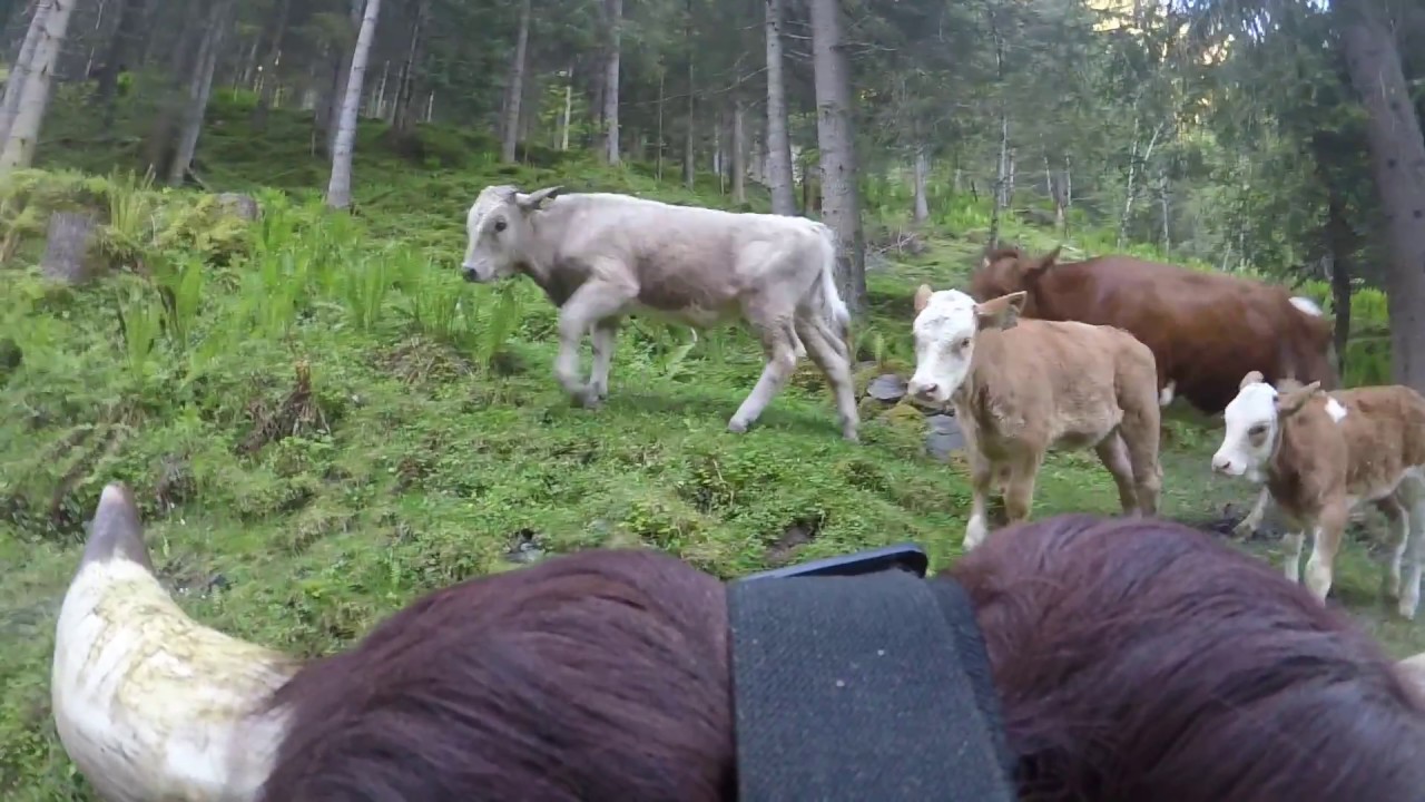 Lorena's Almauftrieb - Urlaub auf der Alm