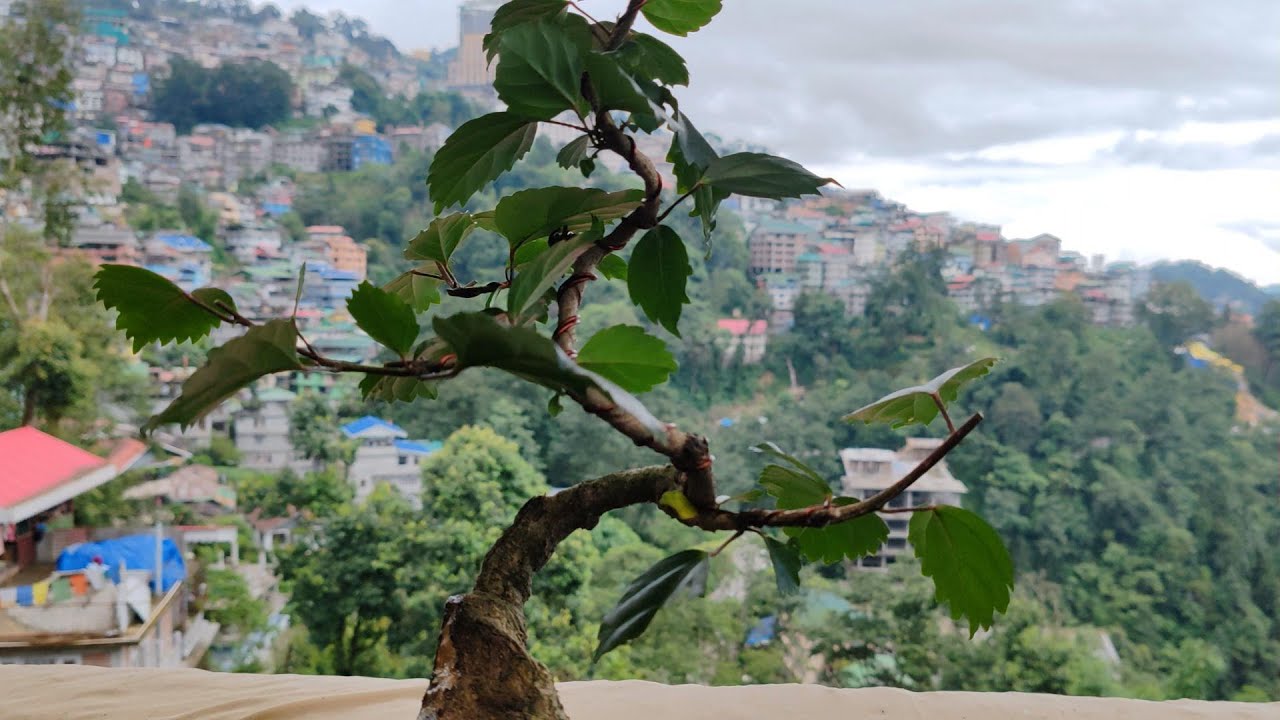 Hibiscus Bonsai Pruning