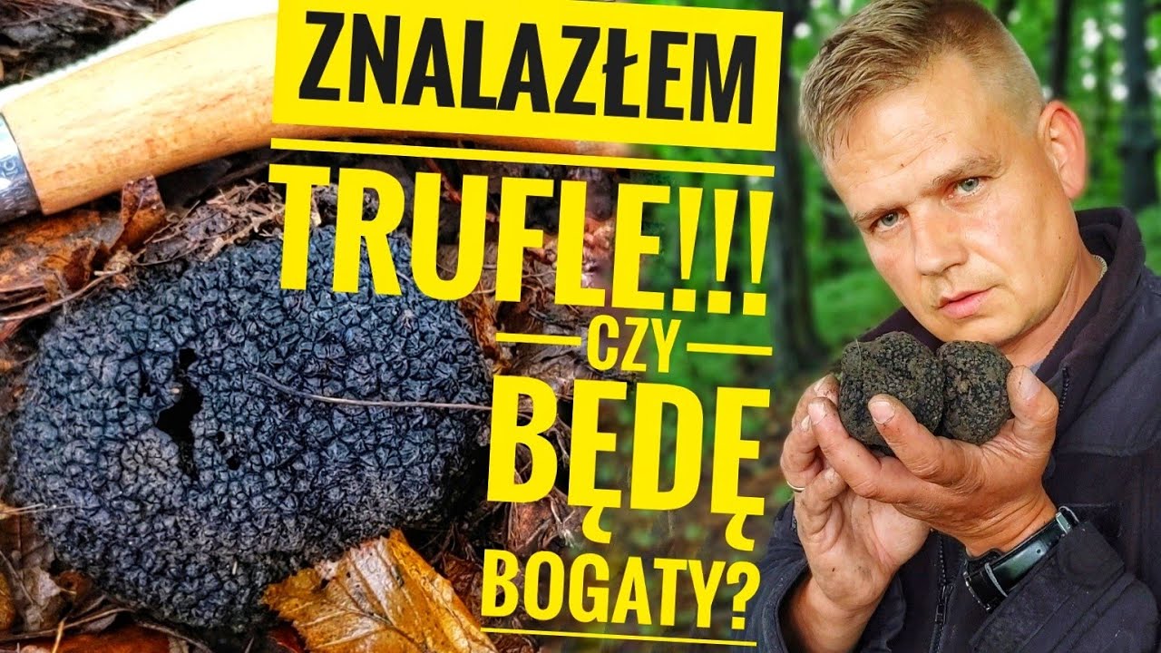 Znalazłem trufle!! Czy będę bogaty? I z czym je ludzie mylą.