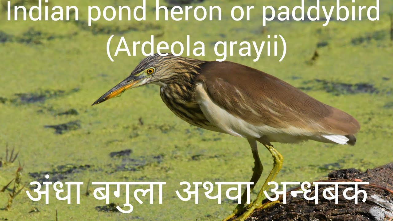 Indian pond heron or paddybird (Ardeola grayii) अंधा बगुला अथवा अन्धबक
