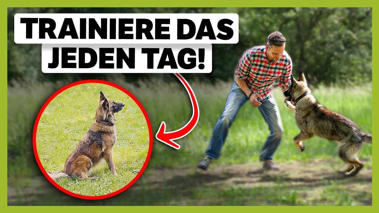 6 Übungen die du JEDEN TAG mit deinem Hund machen solltest!