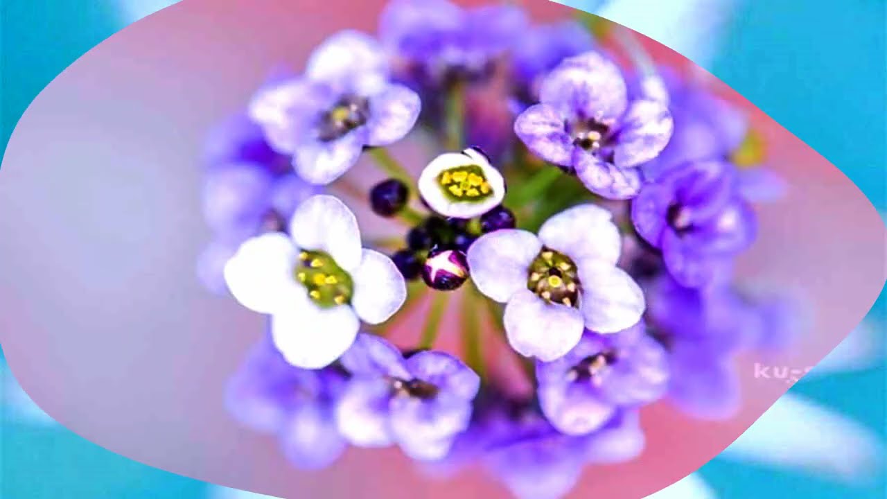 Why are the flowers so beautiful (HD1080p)