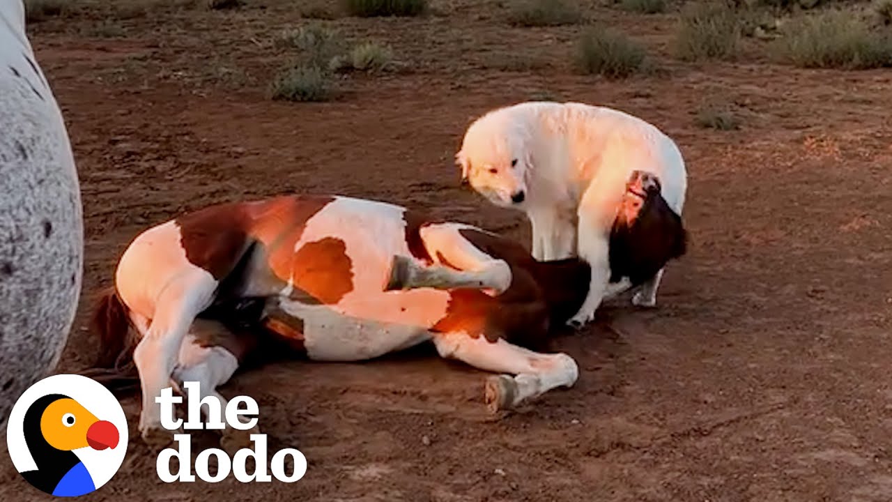 Woman Rescues Baby Horse Who's Never Been Touched By Humans | The Dodo