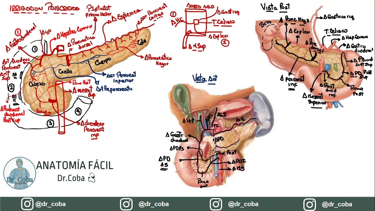 IRRIGACION DEL PANCREAS(RESUMEN FACIL)