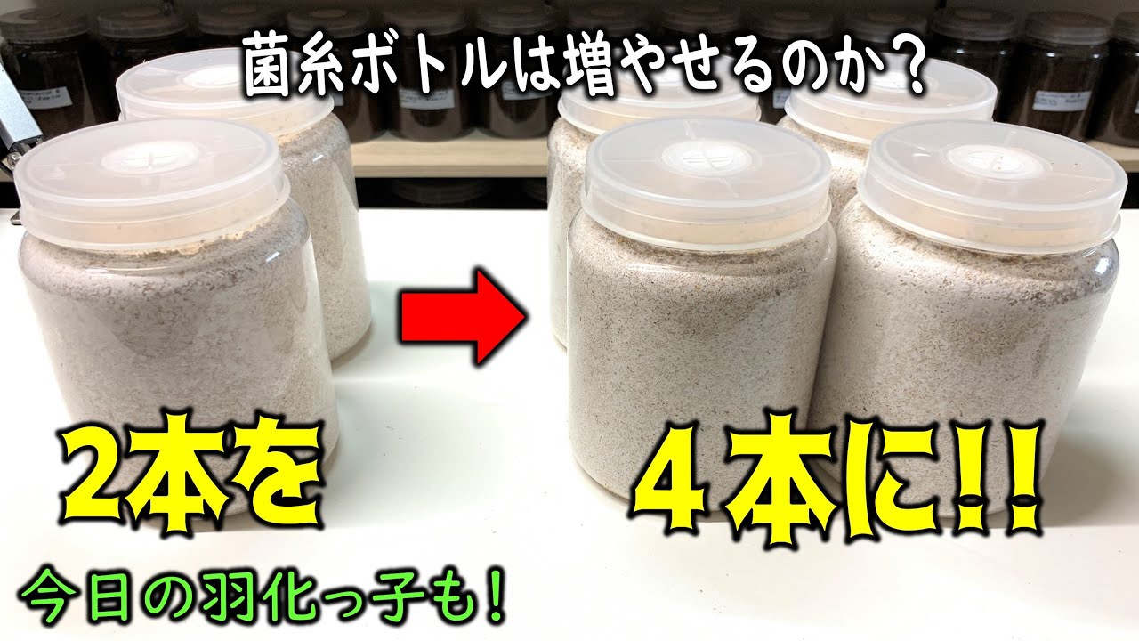 【検証】菌糸ボトルは自作できるのか？貴重な菌糸ボトルを増やせるか実験してみます（くろねこチャンネル）