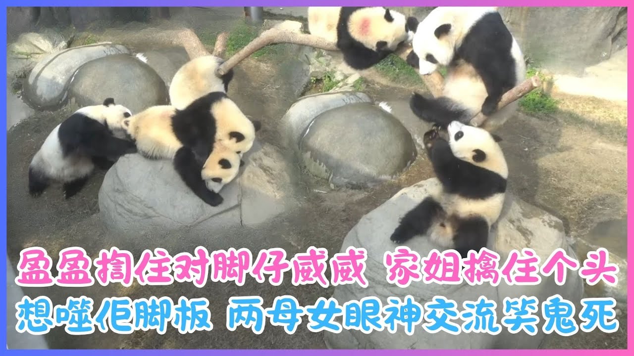 1月24日💖盈盈揈住对脚仔威威～家姐擒住个头想噬佢脚板！两母女眼神交流笑鬼死💖