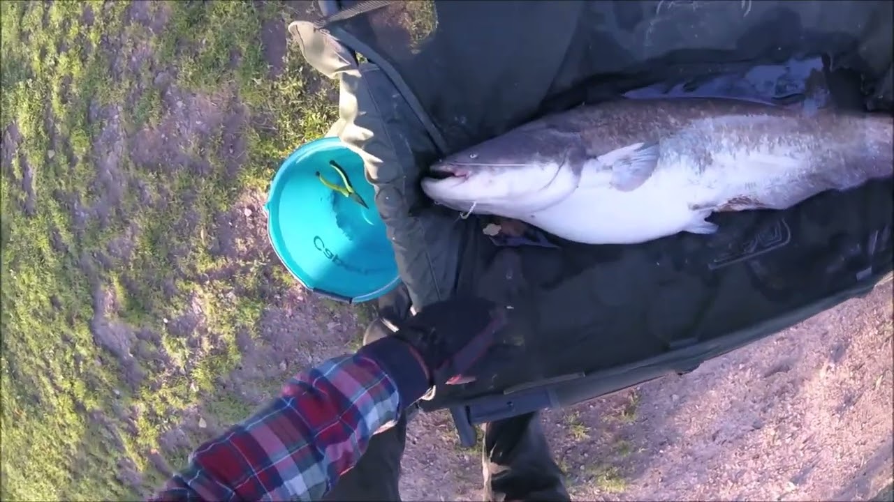PECHE DU SILURE AU POSE  SESSION 4