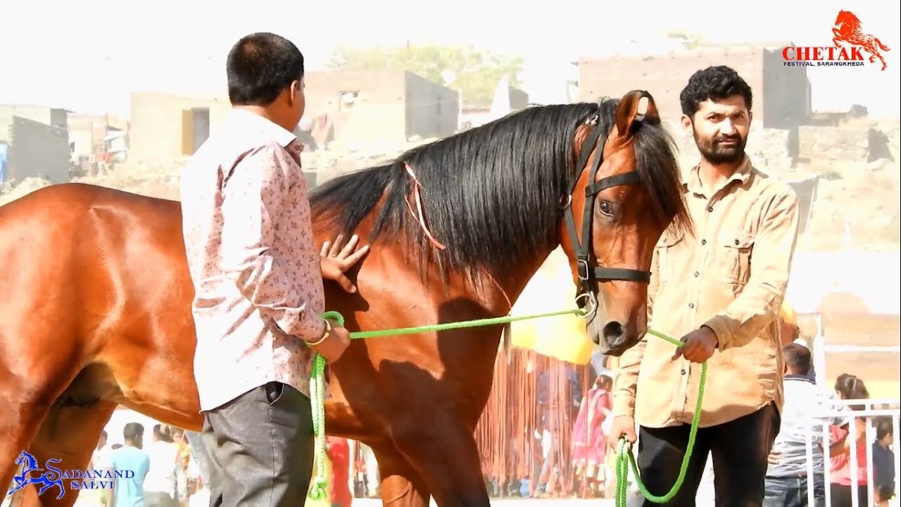 KATHIYAWADI HORSES SHOW RING || SARANGKHEDA - Indian Horse Breed