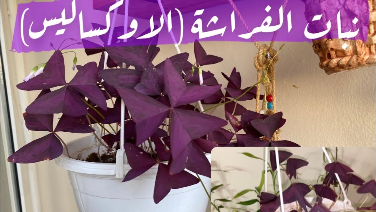 عنايتي بنات الفراشة او الاوكساليس