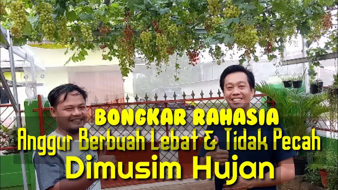 Cara Mengatasi Buah Anggur Sering Pecah Dimusim Hujan / 梅雨によく折れるぶどうの乗り越え方