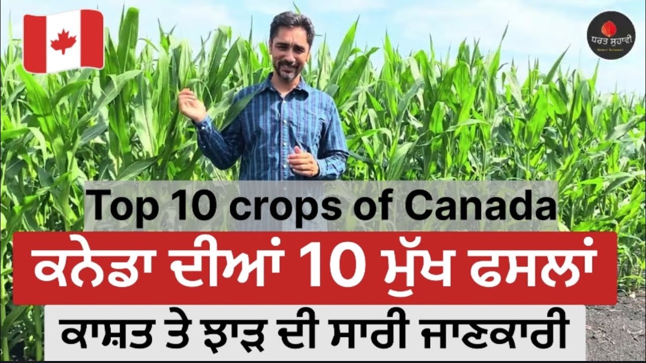 ਕੈਨੇਡਾ ਦੀਆਂ ਲਾਹੇਵੰਦ 10 ਫਸਲਾਂ - Crops of Canada