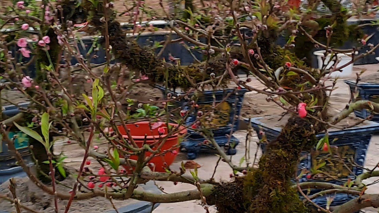 Chợ hoa đào quất 2026.