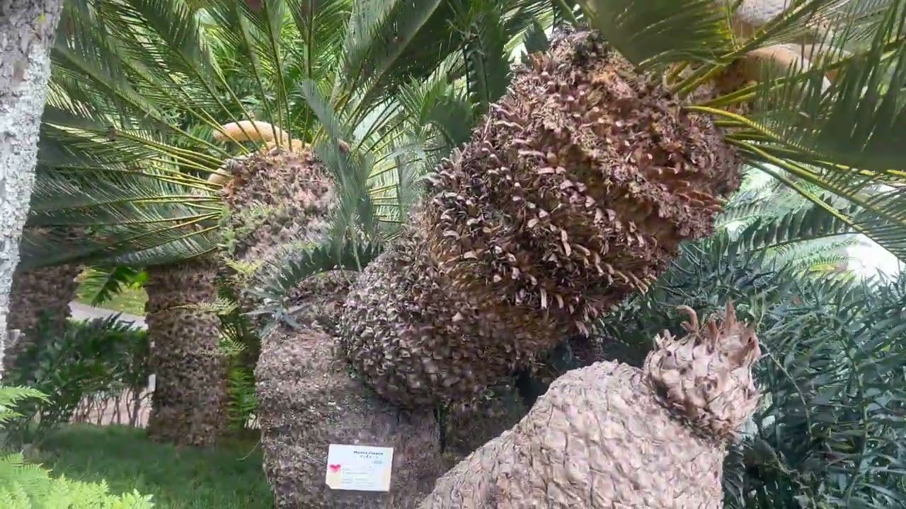 Collection of cycads in Monte Palace Garden Madeira 2024