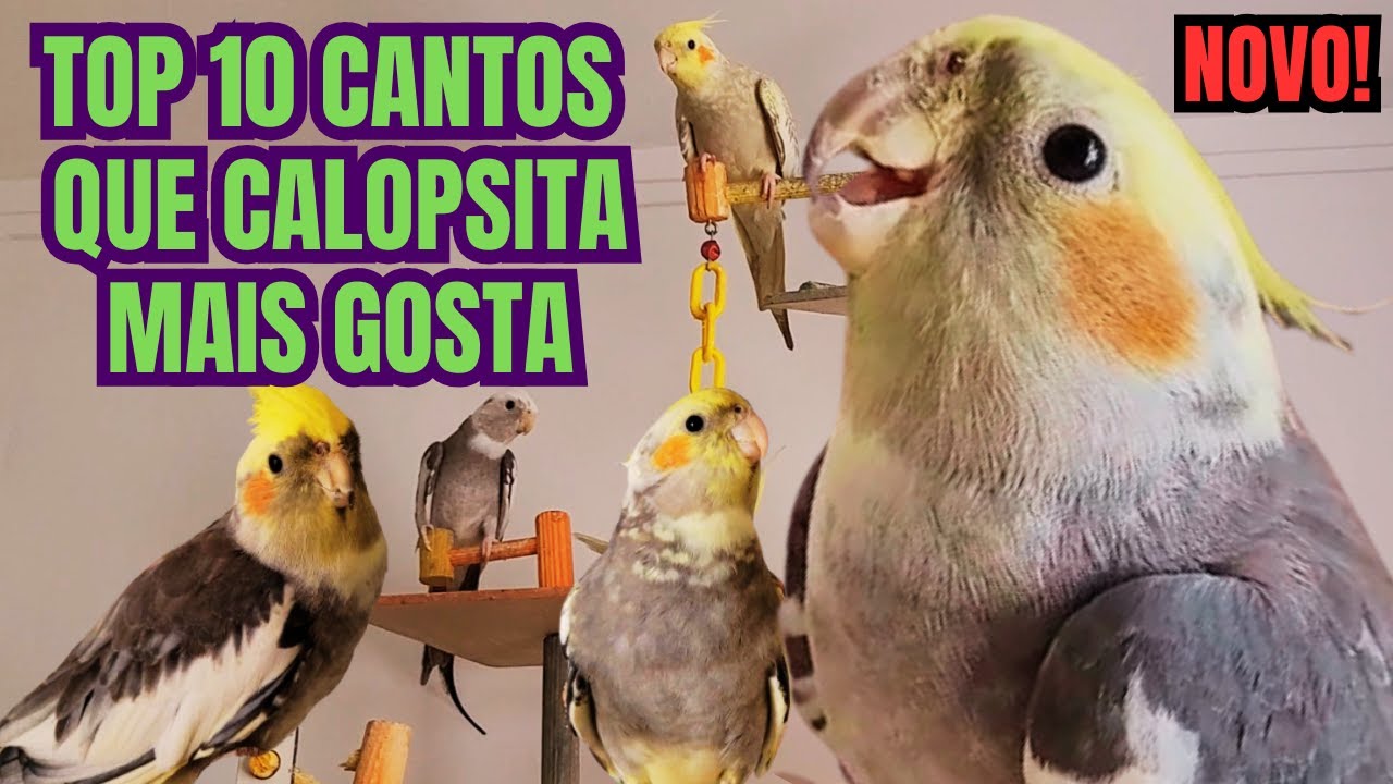 Cantos de Calopsita para estimular sua calopsita cantar. 3 Horas de Calopsitas Cantando Muito