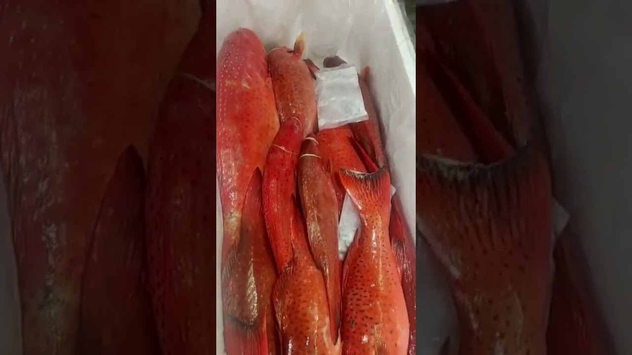 CORAL TROUT OCEAN KING MARINE EXPORT @bergarshorts @valvaisulax #oceanking #crab #fishing #fish